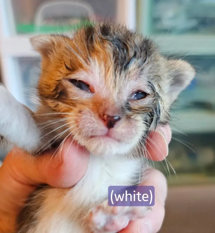A baby medium-sized female Calico Tabby cat named Paprika for adoption in Kennewick, WA