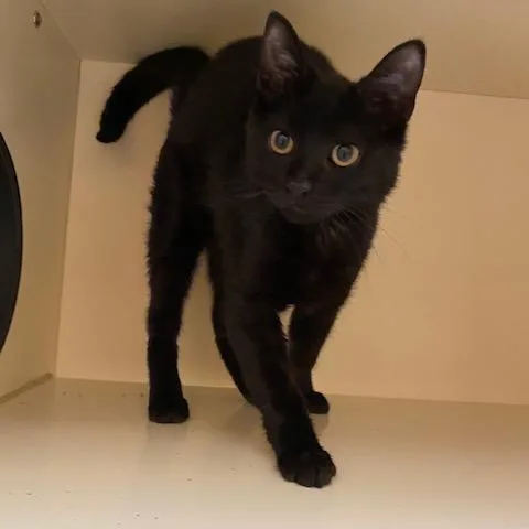 A young medium-sized male Black Domestic Short Hair cat named Everett for adoption in Dayton, OH
