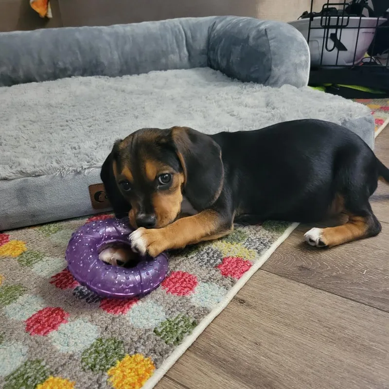 A baby small-sized female Beagle dog named Floppy Pup: Aspen for adoption in Falls Church, VA