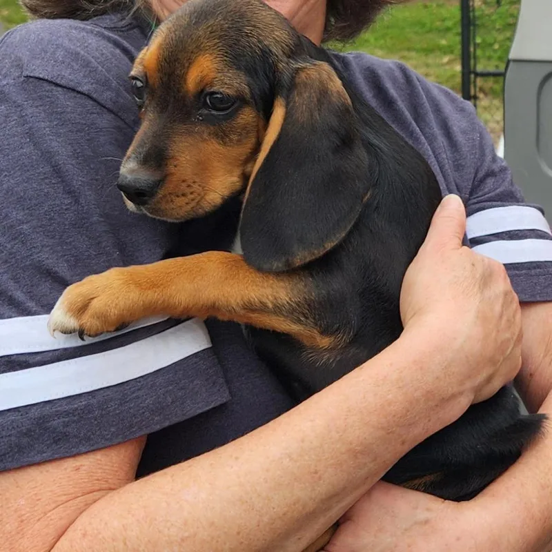 Floppy Pup: Aspen thumbnail 2
