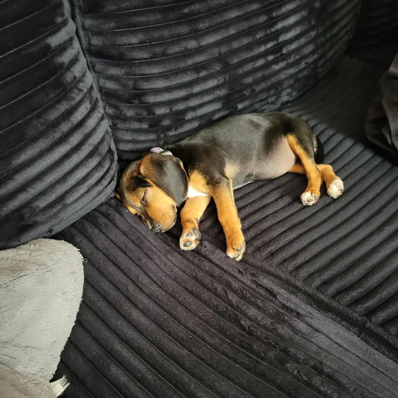 Floppy Pup: Aspen thumbnail 3