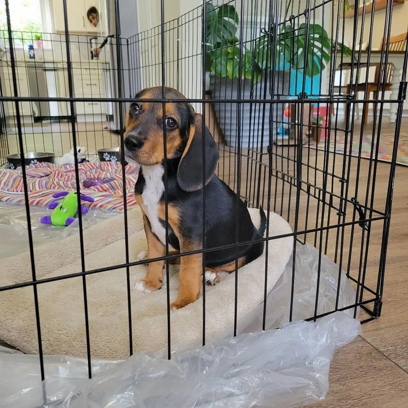 Floppy Pup: Aspen thumbnail 4