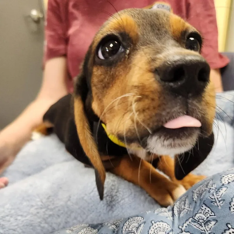 Floppy Pup: Aspen thumbnail 5