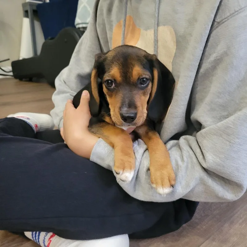 Floppy Pup: Aspen thumbnail 6