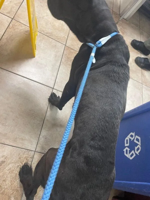 An adult extra large-sized female Black Mixed Breed dog named China for adoption in Cincinnati, OH