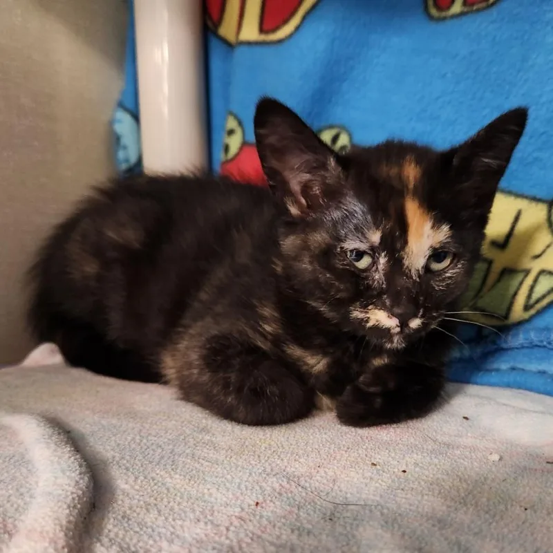 A baby small-sized female Tortoiseshell Domestic Short Hair cat named Cheddar Whiskers for adoption in Grand Rapids, MI