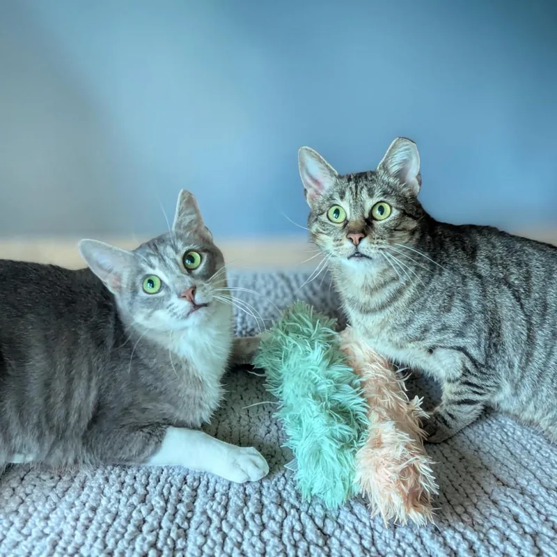 An adult medium-sized female Gray / Blue / Silver Domestic Short Hair cat named Greyson & Pippi for adoption in Fort Worth, TX
