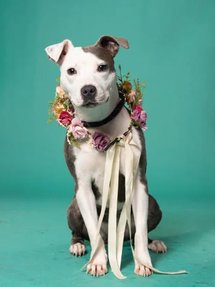 An adult small-sized female Pit Bull Terrier dog named Pickle Pack for adoption in Atlanta, GA