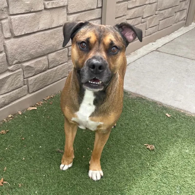An adult large-sized male Brown / Chocolate Boxer dog named Bubba for adoption in Wichita, KS