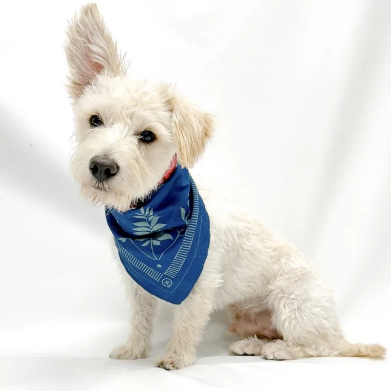 A young small-sized male Terrier dog named Bruno for adoption in Parker, CO