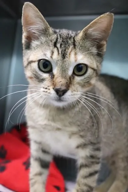 A baby small-sized female Domestic Short Hair cat named Ashley Spenelli for adoption in New Orleans, LA