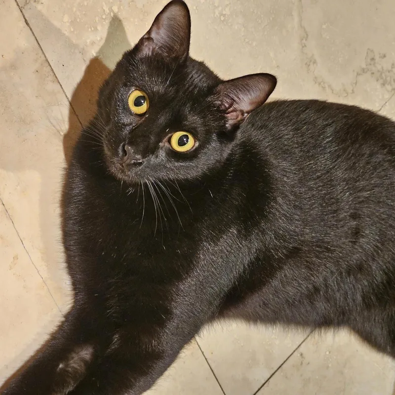 An adult medium-sized female Black Domestic Short Hair cat named Haven for adoption in Houston, TX