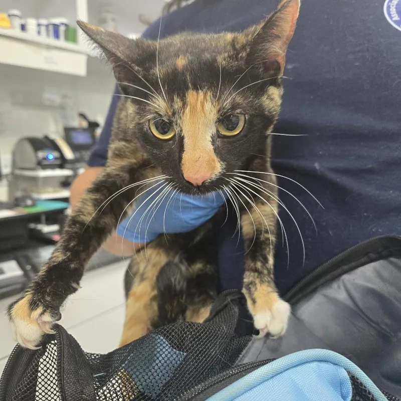 A baby medium-sized female Calico Domestic Short Hair cat named Meatwad for adoption in Newark, NJ