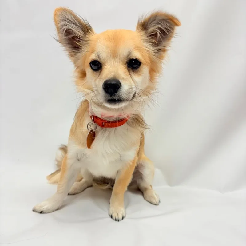 A young small-sized male Chihuahua dog named Ricky for adoption in Parker, CO