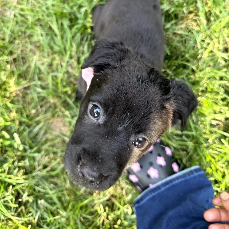 A baby medium-sized female Black German Shepherd Dog dog named Charlotte for adoption in Fairfax Station, VA