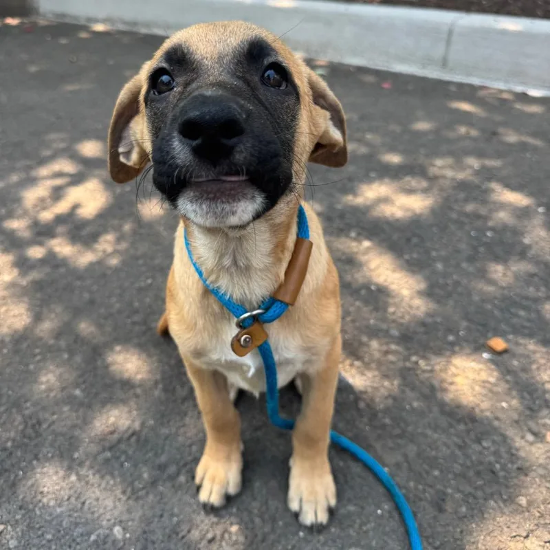 A baby small-sized female Yellow / Tan / Blond / Fawn Pit Bull Terrier dog named Eva for adoption in Newberg, OR