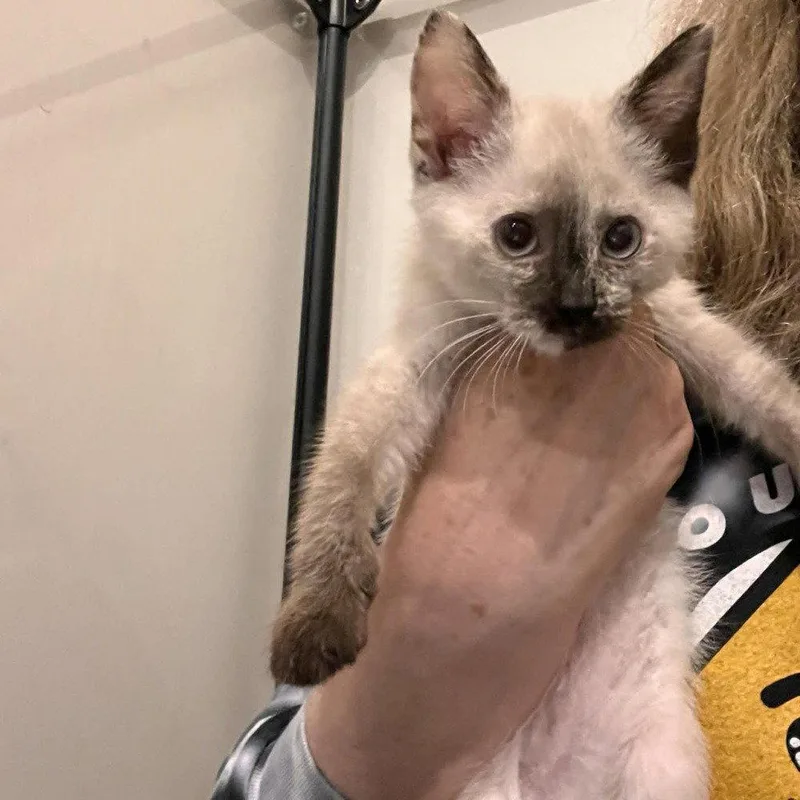 A baby medium-sized female Siamese cat named Guava for adoption in Candler, NC
