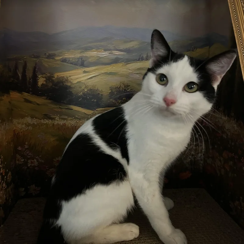 Marshmallow thumbnail 2