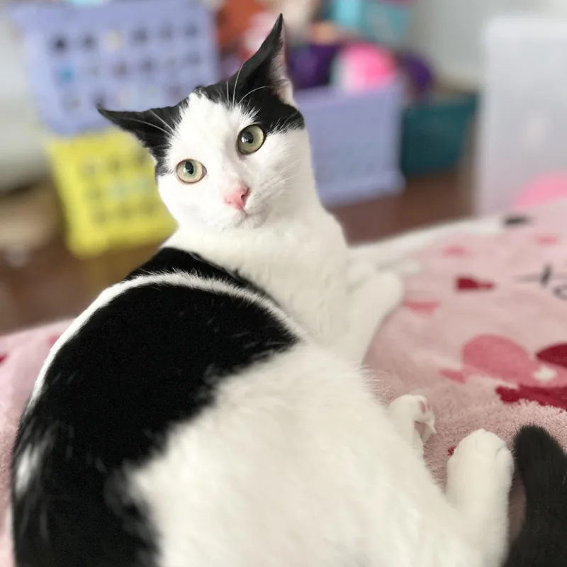 Marshmallow thumbnail 3