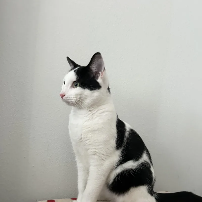 Marshmallow thumbnail 4