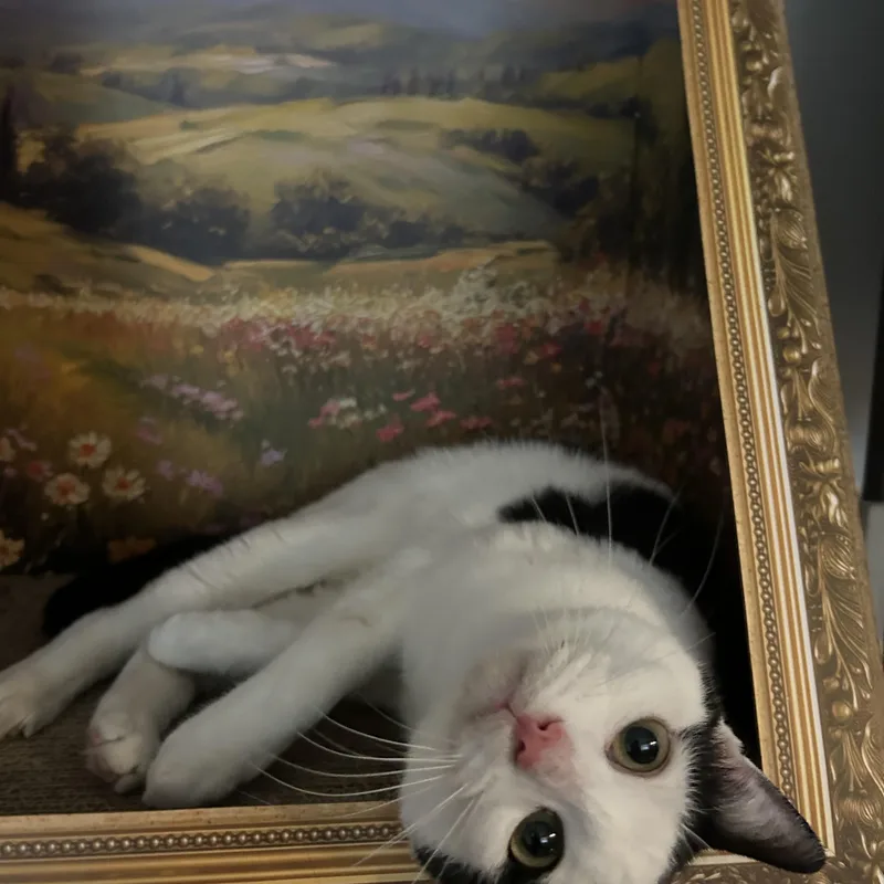 Marshmallow thumbnail 5