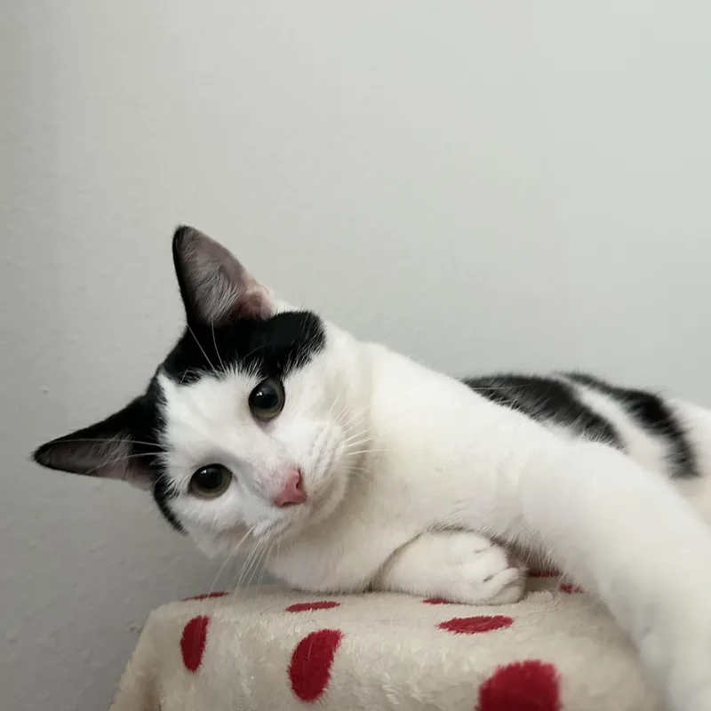 Marshmallow thumbnail 6