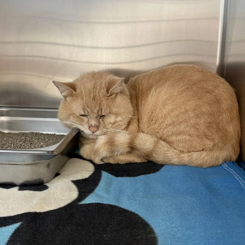 An adult large-sized male Orange / Red Domestic Short Hair cat named Cisco for adoption in Gloucester, VA