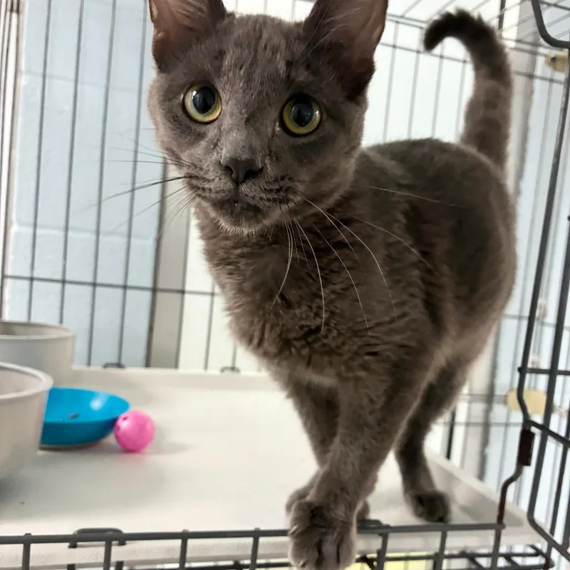 A baby medium-sized male Gray / Blue / Silver Domestic Short Hair cat named Grey Skull for adoption in Carencro, LA