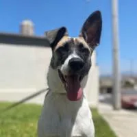 A young large-sized female White / Cream Greyhound dog named Misty for adoption in Carlsbad, CA