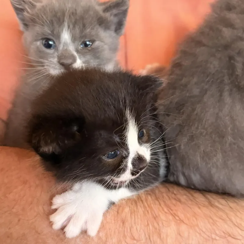 A baby small-sized female Domestic Short Hair cat named Jessa for adoption in Fairfax, VA