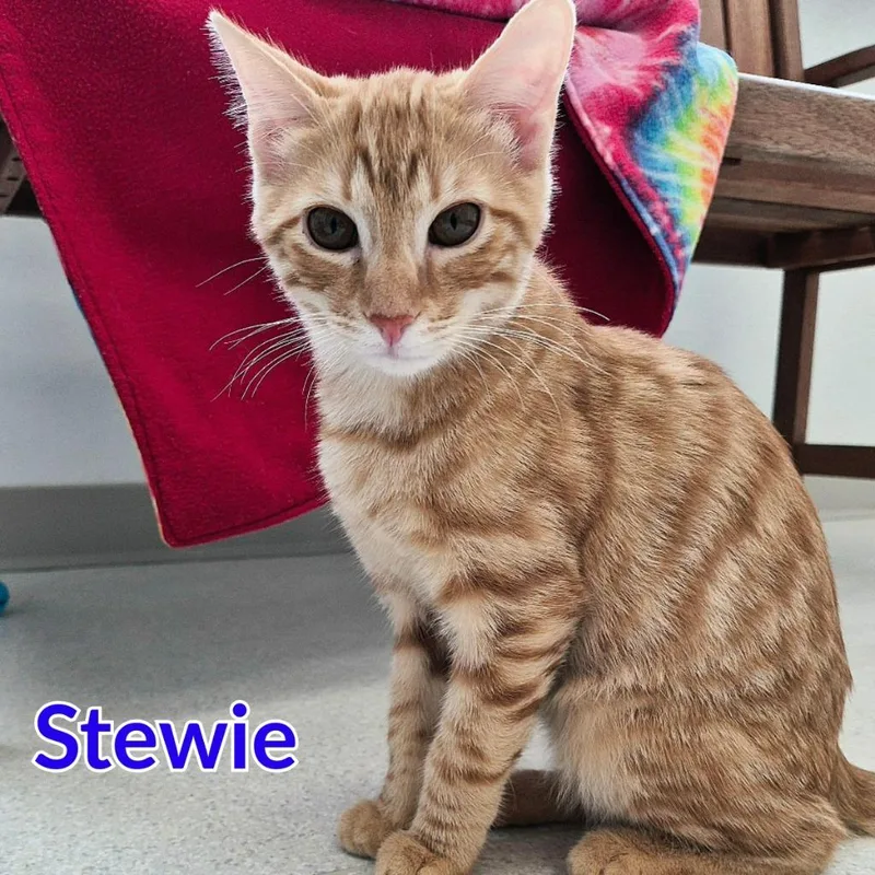 Stewie