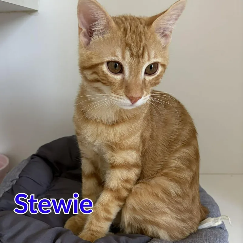 Stewie thumbnail 2