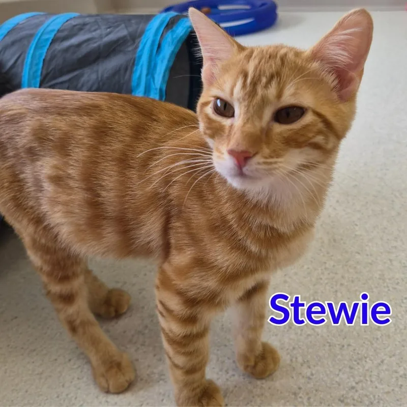 Stewie thumbnail 3