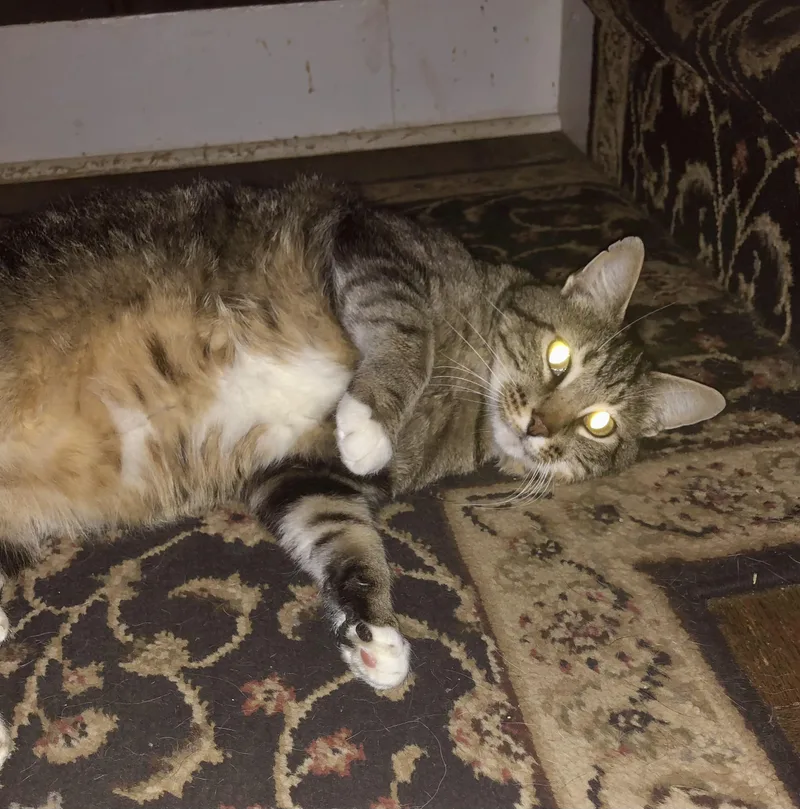 A young medium-sized male Domestic Short Hair cat named Scooter for adoption in Barrington Hills, IL