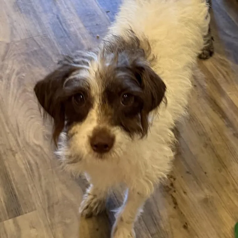 An adult small-sized female White / Cream Miniature Poodle dog named Misty Day for adoption in Las Vegas, NV