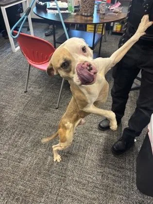 An adult medium-sized male Pit Bull Terrier dog named Taboo for adoption in West Chester, PA