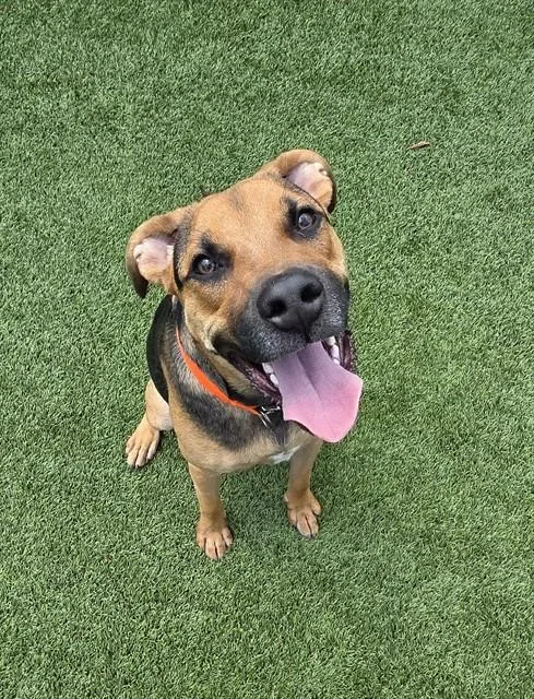 A young small-sized male Pit Bull Terrier dog named Ferrari for adoption in Statesville, NC