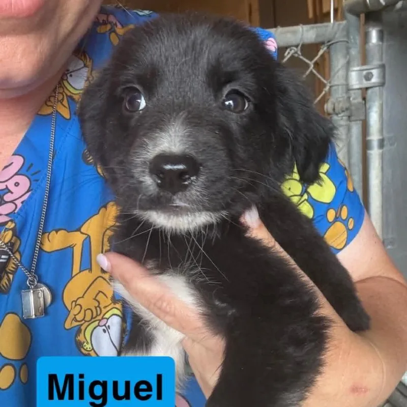 A baby small-sized male Australian Shepherd dog named Miguel for adoption in Pearsall, TX