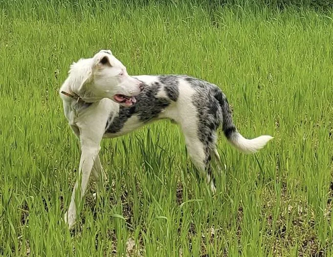 Shuggie  Jj Indianapolis