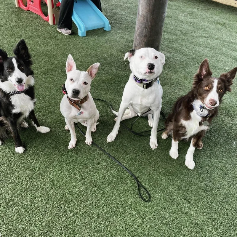 Shuggie  Jj Indianapolis thumbnail 3