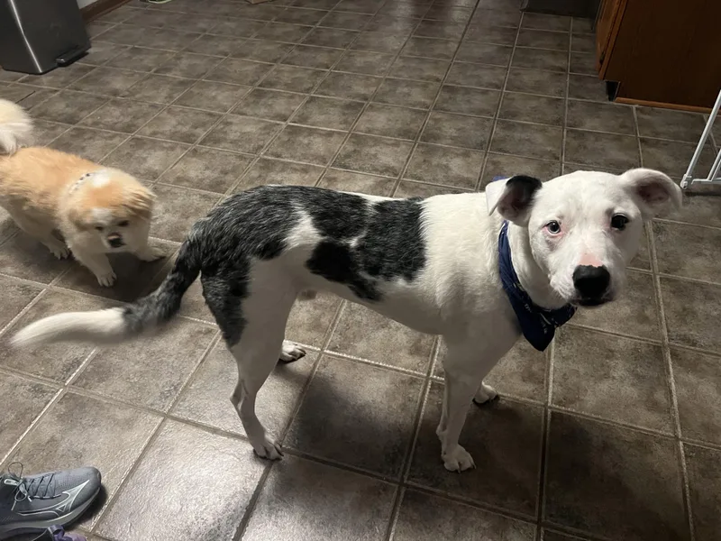 Shuggie  Jj Indianapolis thumbnail 4