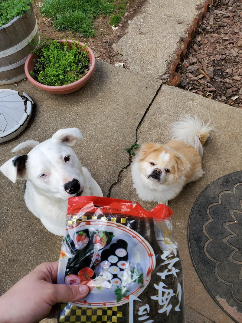 Shuggie  Jj Indianapolis thumbnail 5