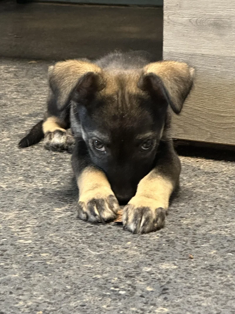 A baby medium-sized female Brown / Chocolate Husky dog named Molly for adoption in Magnolia, TX