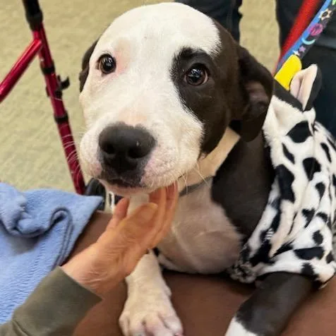 A young medium-sized male Pit Bull Terrier dog named Rodeo for adoption in Kansas City, MO