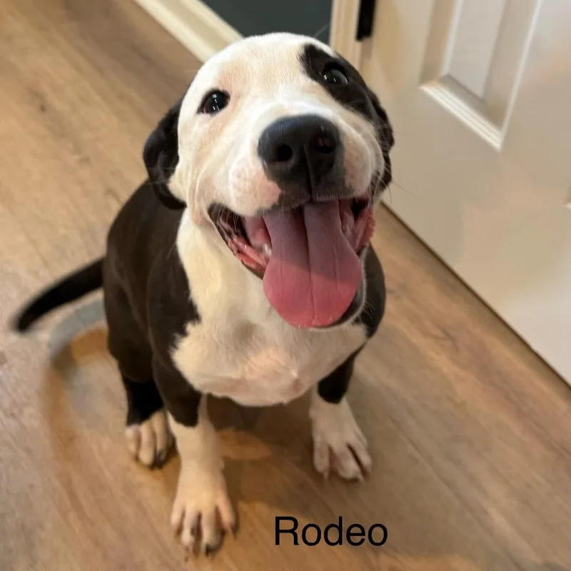 Rodeo thumbnail 5