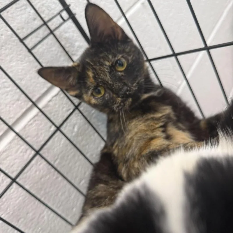 A baby medium-sized female Domestic Short Hair cat named Jersey for adoption in Rocky Mount, VA