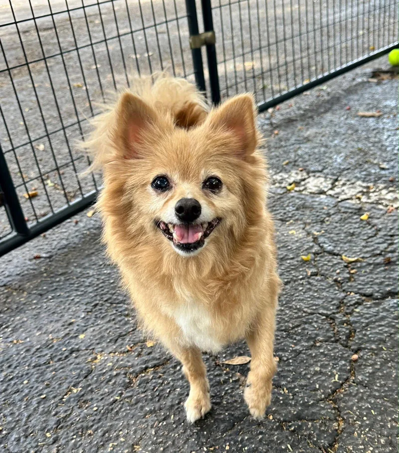 Pompom