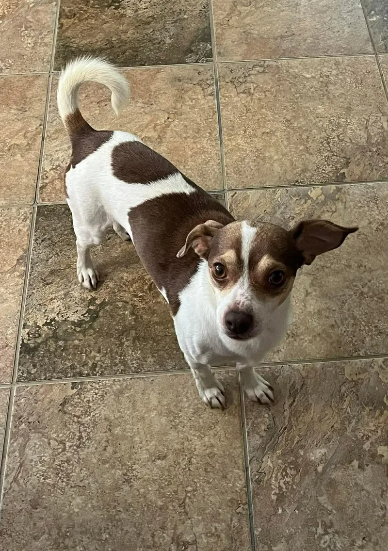 An adult small-sized male Chihuahua dog named Mister for adoption in Virginia Beach, VA