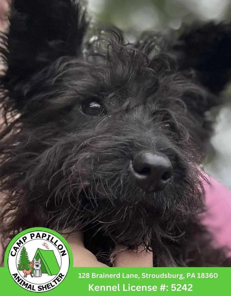 A young medium-sized female Shih Tzu dog named Squeakers for adoption in Stroudsburg, PA