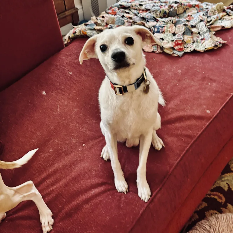 A young small-sized male White / Cream Chihuahua dog named Coco for adoption in Islip Terrace, NY